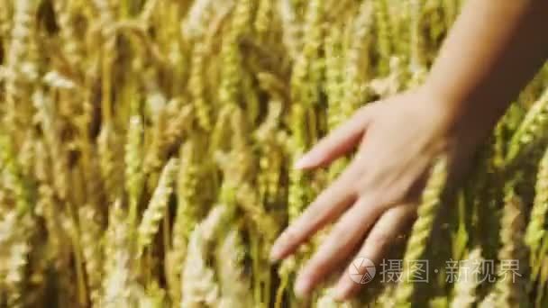 女性的手抚摸着成熟的小麦视频