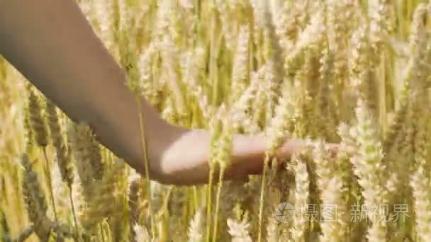 女人的抚媚动人成熟的小麦视频