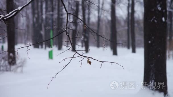 雪花飘落在城市看齐视频