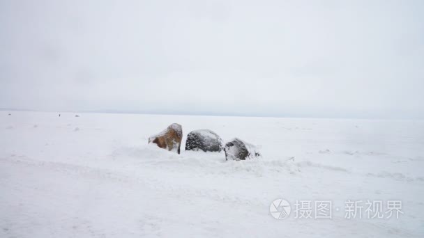 奥涅加湖大堤和走路的人视频