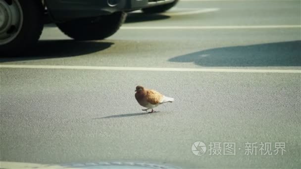 步行穿过巷道的鸽市视频