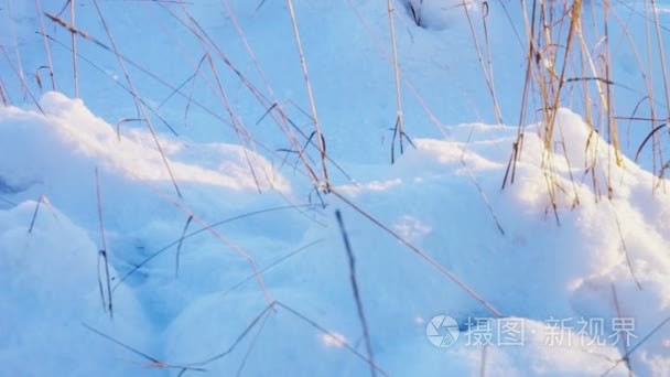 在雪原上干草视频