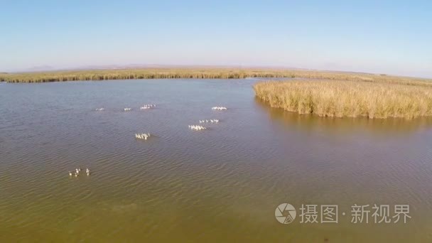 野生多瑙河三角洲航空视频