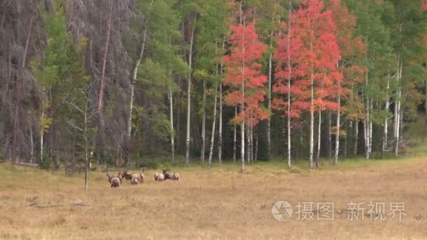 麋鹿群在秋天的风景视频