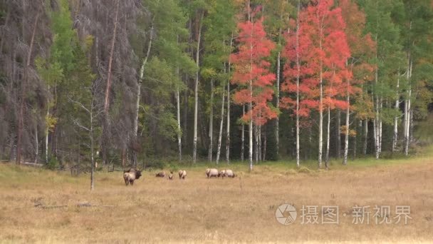 麋鹿群在秋天的风景视频