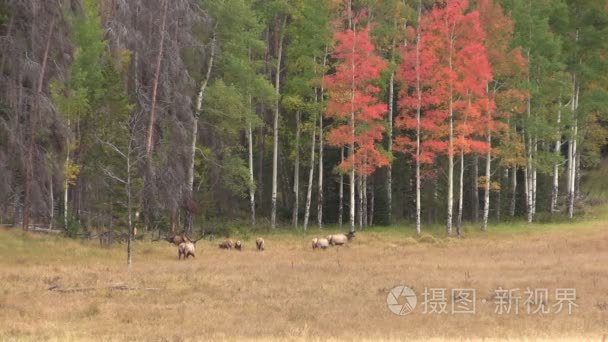 麋鹿群在秋天的风景视频