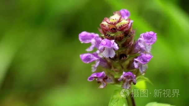 宏的露水花视频