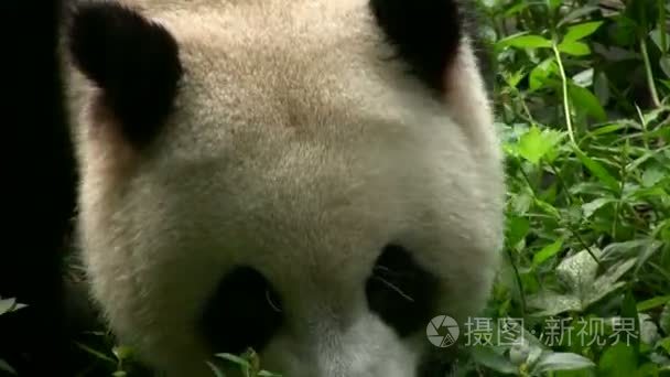 熊猫走的由视频