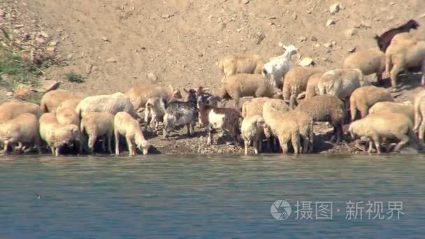 绵羊和山羊的饮用水视频