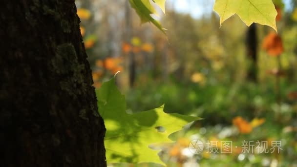 黄色的秋天枫叶视频