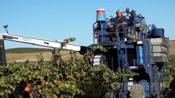 在加州葡萄园的葡萄收获机械化视频