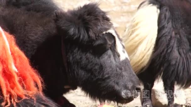 西藏牦牛搁在地上