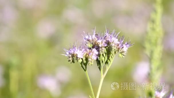 蜜蜂授粉季节花视频