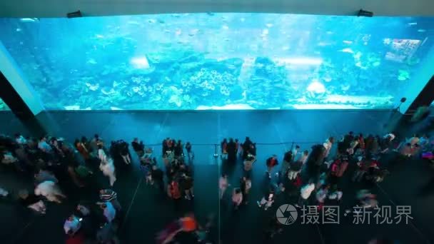 在迪拜购物中心水族馆视频