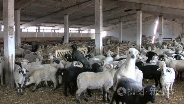 羊养殖视频