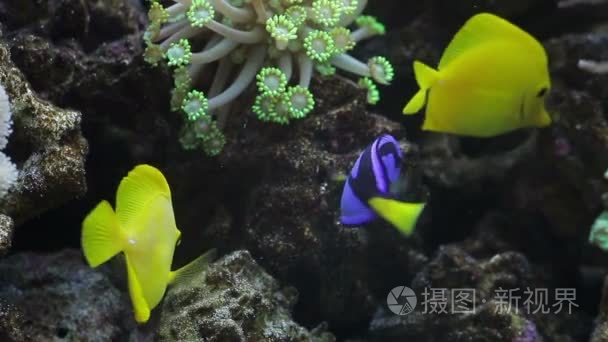 在水族馆热带鱼视频