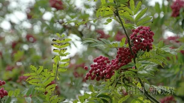 lots of sorbus fruits on the european rowan tree fs700短视频