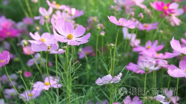 波斯菊花海视频