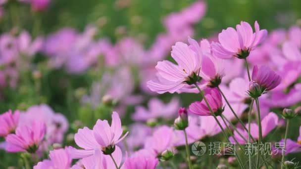 波斯菊花海视频