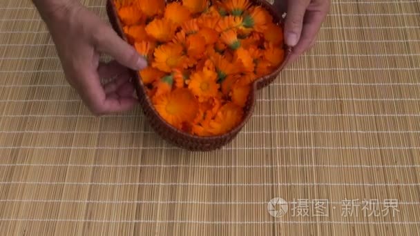 收获新鲜金盏菊金盏花医疗视频