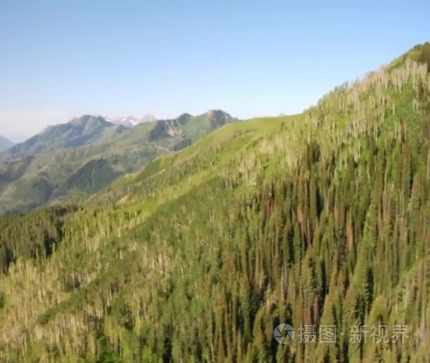 森林和高山草甸视频