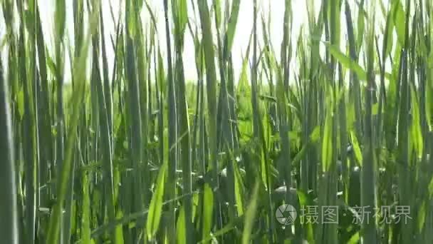 青年绿色农业植物大麦背景视频