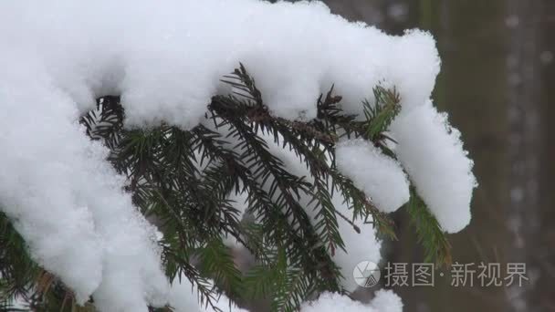 冰雪覆盖的杉木树分支在雪中视频