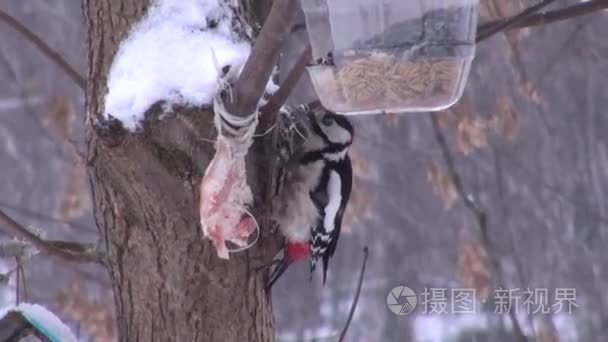 大斑的啄木鸟在吃的进纸器视频