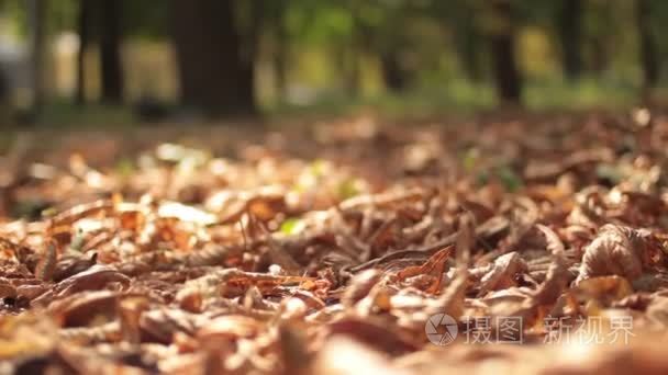 堕落秋天枫叶躺在地上视频