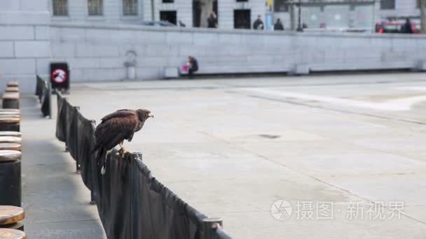 在特拉法加广场上鹰视频