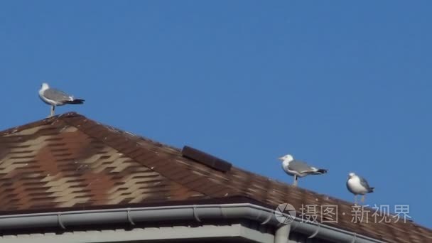 屋顶上的海鸥视频