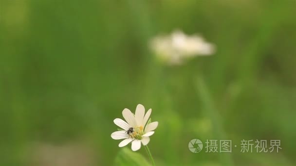 白花与昆虫