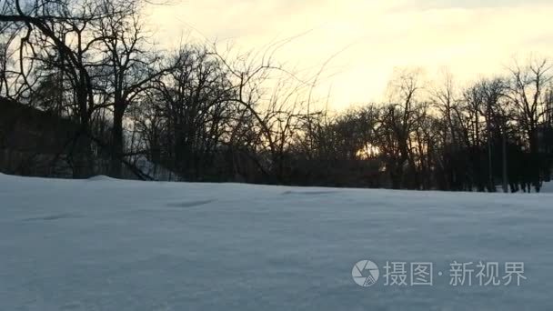 雪和公园里的树木