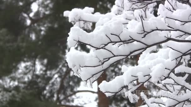 洁白的雪花在树枝上视频