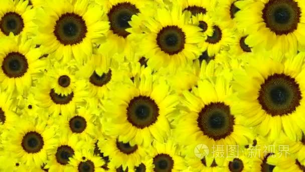 黄色的花朵背景视频
