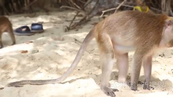 野生动物园里的猴子视频