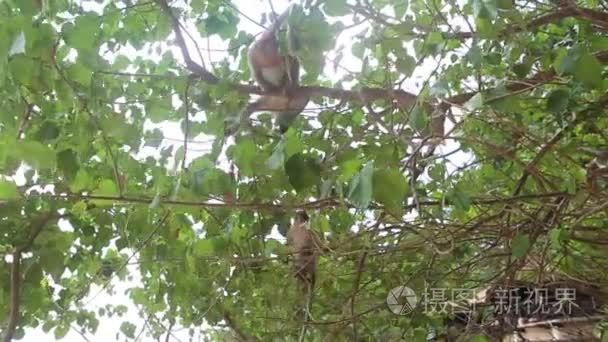 野生动物园里的猴子视频