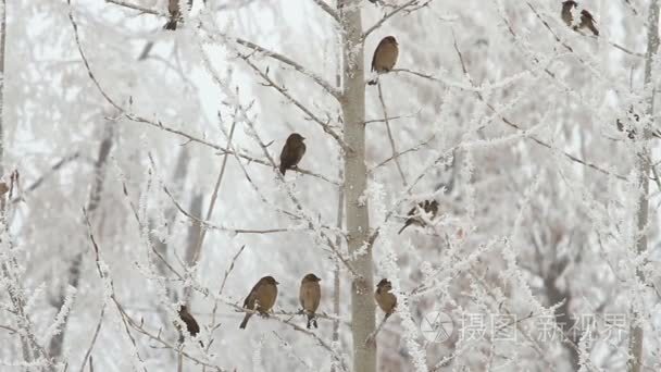 在冬日天空在一棵树上的鸟视频