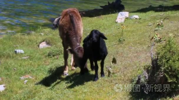羔羊肉和吃草的母牛视频