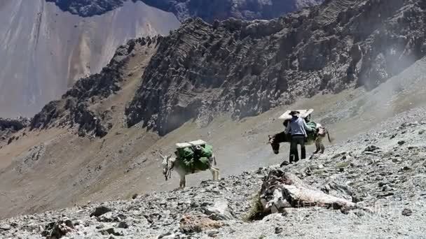 在塔吉克斯坦山驴视频