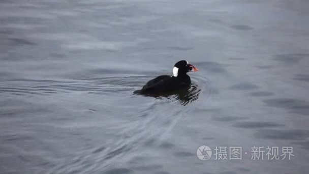 男性的冲浪黑鸟潜水觅食