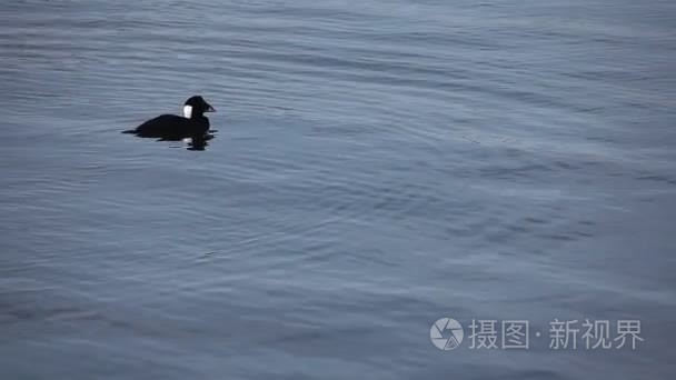 男性成人冲浪黑鸟潜水觅食