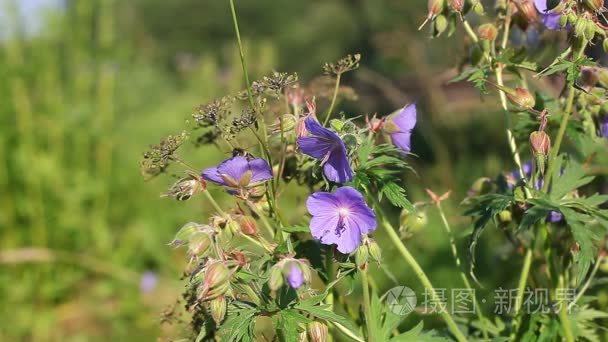 蜜蜂收集蜂蜜视频