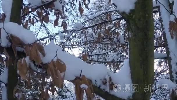 冬天背景与冰雪覆盖的树枝