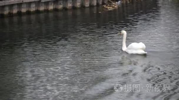 在水面上的白色天鹅