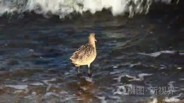 塍搜索波浪岸上觅食视频