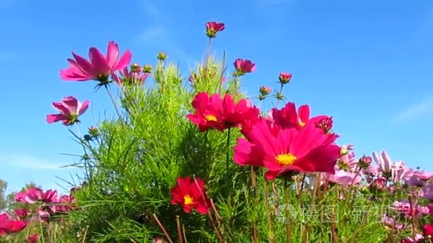 美丽的粉红色波斯菊花海和天空视频