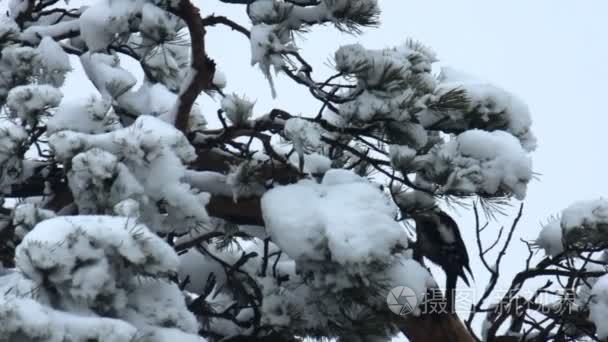 啄木鸟滴水穿石的一棵树视频