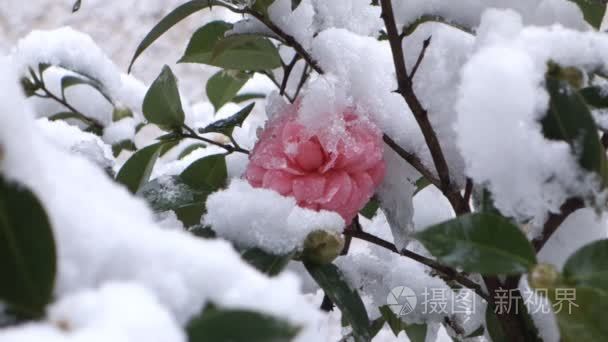 山茶属植物在雪下视频