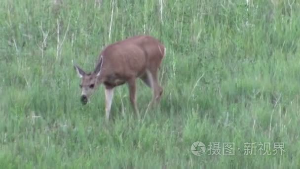 母鹿鹿吃在绿草如茵的球场上视频